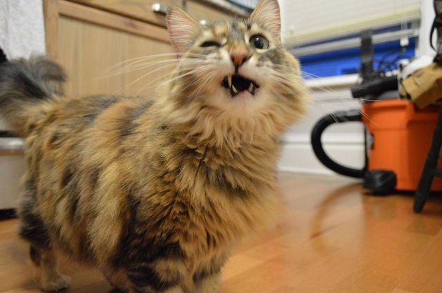 morning picdump 57 pics 16.html - 57 HD Photos | Premium Gallery 2014