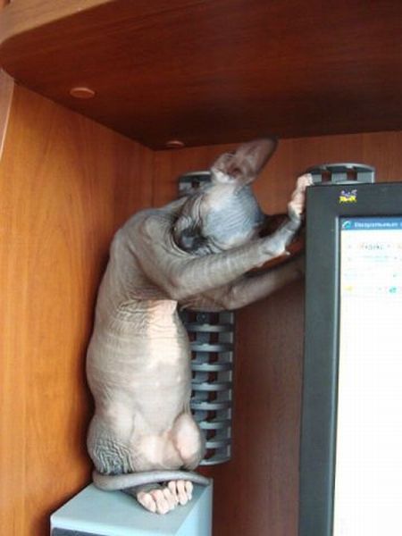 Daily Picdump [WEEKEND EDITION]