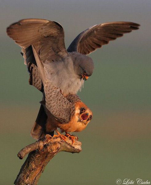 Daily Picdump [WEEKEND EDITION]