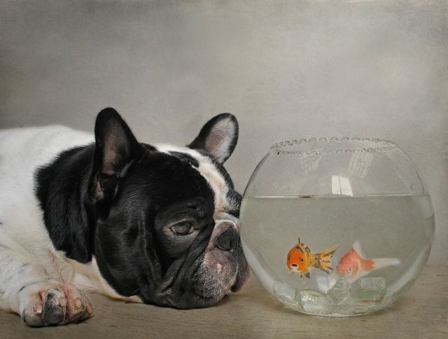 daily picdump weekend edition 117 pics 2.html - 117 HD Photos | Premium Gallery 2014