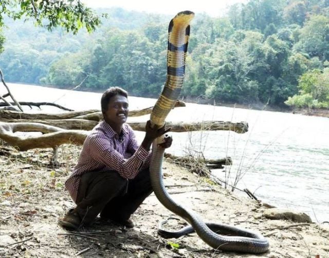 The Bravest Snake Expert on the Planet