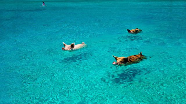 morning picdump 56 pics 36.html - 56 HD Photos | Premium Gallery 2014