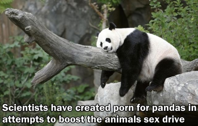 Trivia about the Adult Film Industry