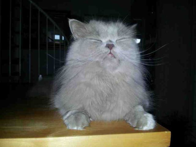 daily picdump 98 pics 18.html - 98 HD Photos | Premium Gallery 2014