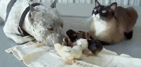 The Cuter and Softer Side of Pitbulls