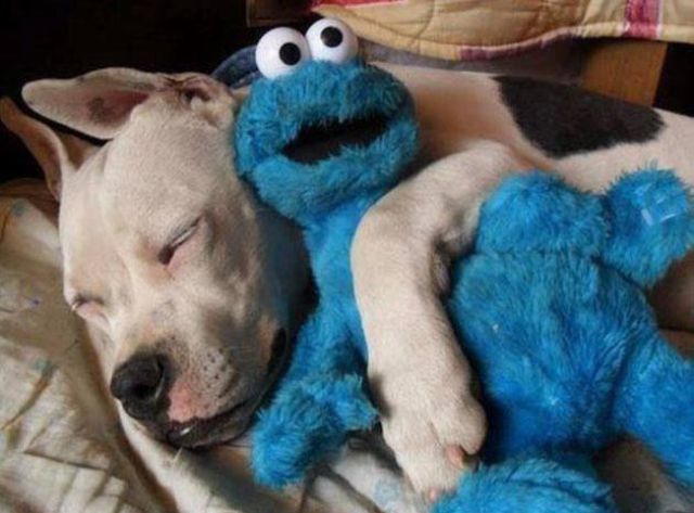 The Cuter and Softer Side of Pitbulls