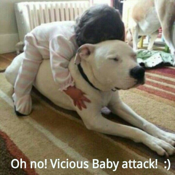 The Cuter and Softer Side of Pitbulls