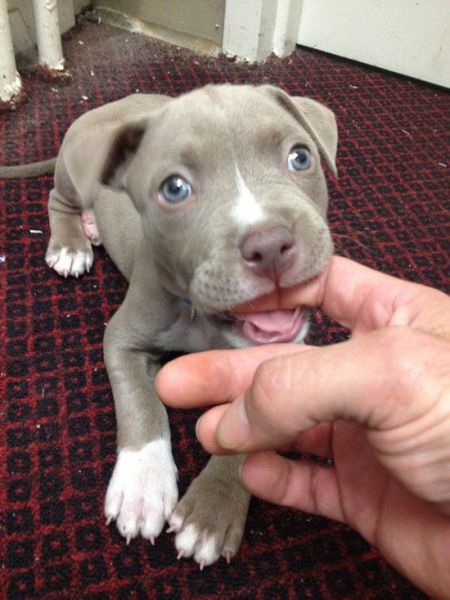 The Cuter and Softer Side of Pitbulls