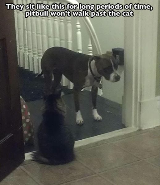 The Cuter and Softer Side of Pitbulls