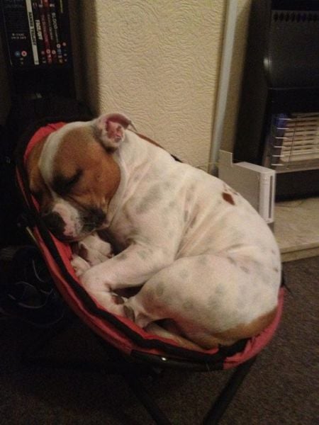 The Cuter and Softer Side of Pitbulls