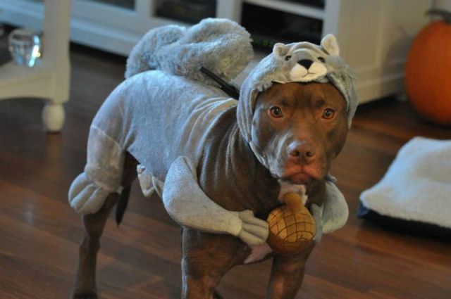 The Cuter and Softer Side of Pitbulls