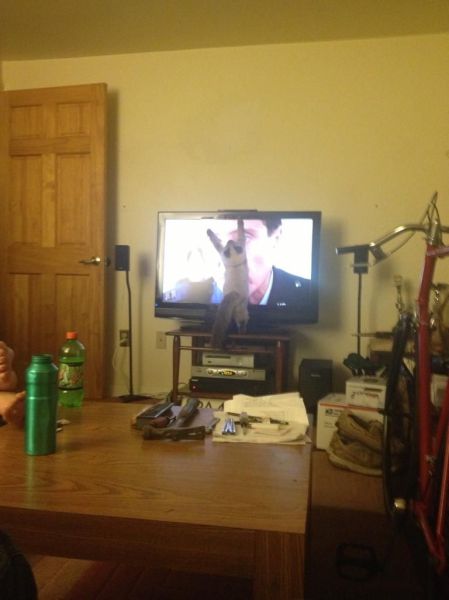 daily picdump 97 pics 22.html - 97 HD Photos | Premium Gallery 2014