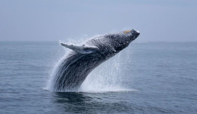 daily picdump 97 pics 22.html - 97 HD Photos | Premium Gallery 2014