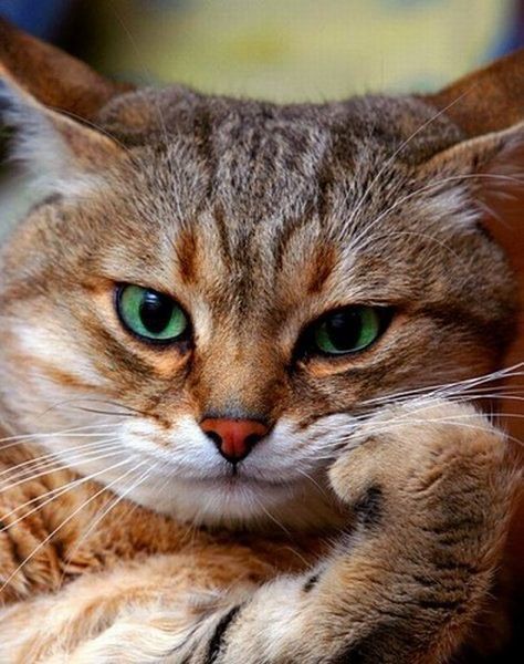 daily picdump weekend edition 93 pics 28.html - 93 HD Photos | Premium Gallery 2014