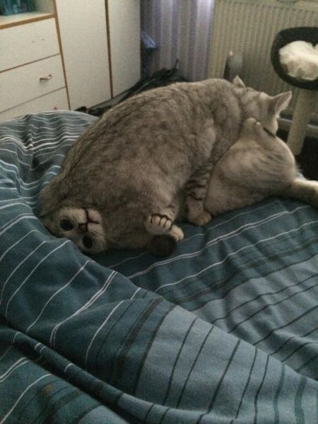 daily picdump weekend edition 93 pics 28.html - 93 HD Photos | Premium Gallery 2014