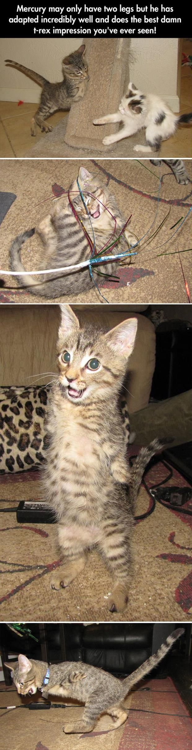 daily picdump weekend edition 93 pics 28.html - 93 HD Photos | Premium Gallery 2014