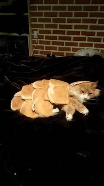 morning picdump 59 pics 2.html - 59 HD Photos | Premium Gallery 2014