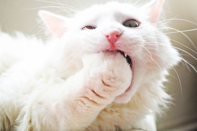 daily picdump 93 pics 19.html - 93 HD Photos | Premium Gallery 2014