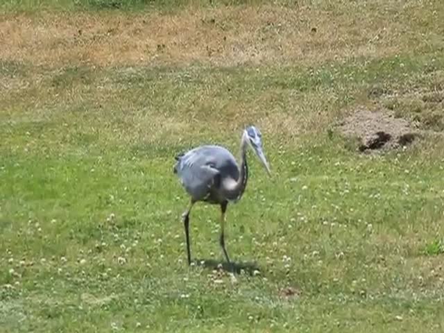 Blue Heron Eats a Gopher (VIDEO)