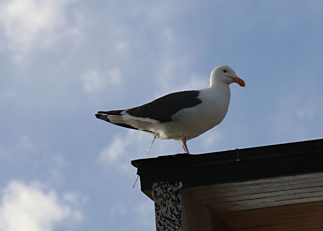 daily picdump 99 pics 11.html - 99 HD Photos | Premium Gallery 2014