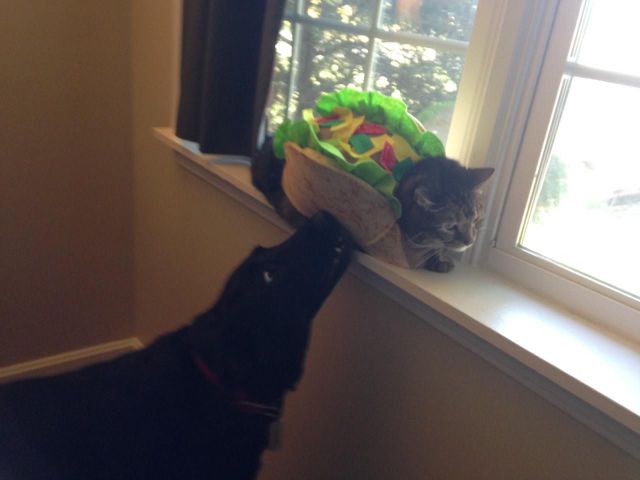 daily picdump 96 pics 39.html - 96 HD Photos | Premium Gallery 2014