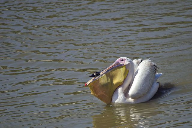 daily picdump 96 pics 21.html - 96 HD Photos | Premium Gallery 2014