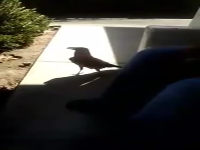 A Crow with Terrible Manners (VIDEO)