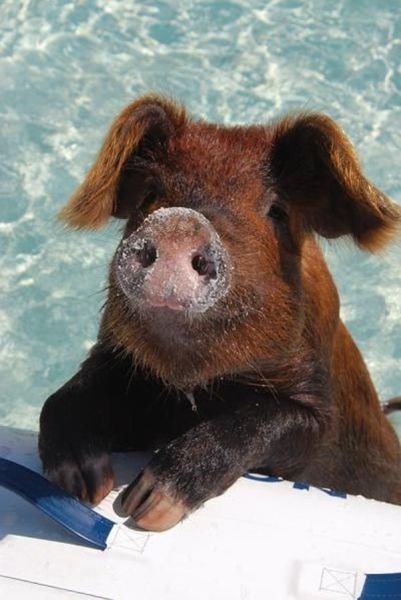 daily picdump 97 pics 41.html - 97 HD Photos | Premium Gallery 2014