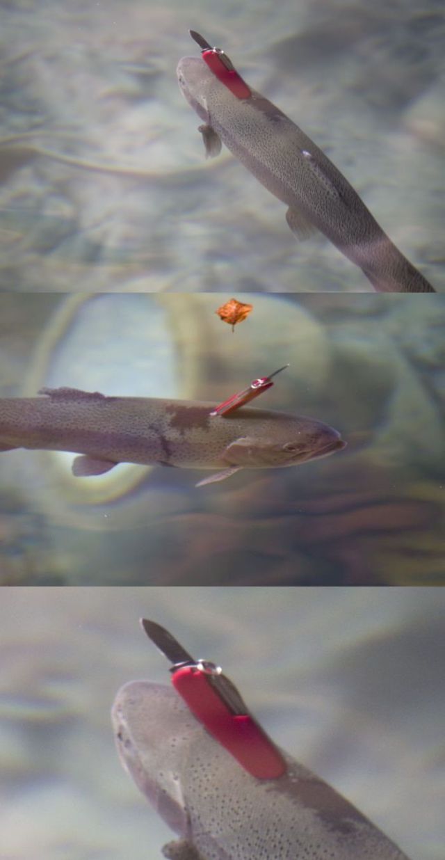 daily picdump 97 pics 41.html - 97 HD Photos | Premium Gallery 2014