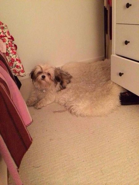 daily picdump weekend edition 65 pics 4.html - 65 HD Photos | Premium Gallery 2014