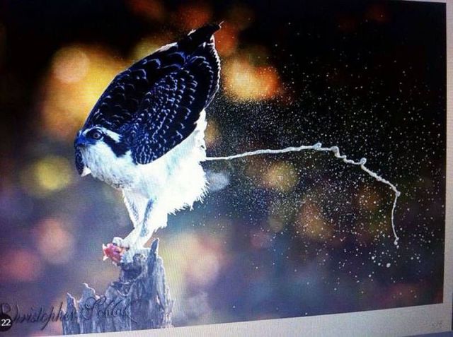 daily picdump weekend edition 65 pics 4.html - 65 HD Photos | Premium Gallery 2014