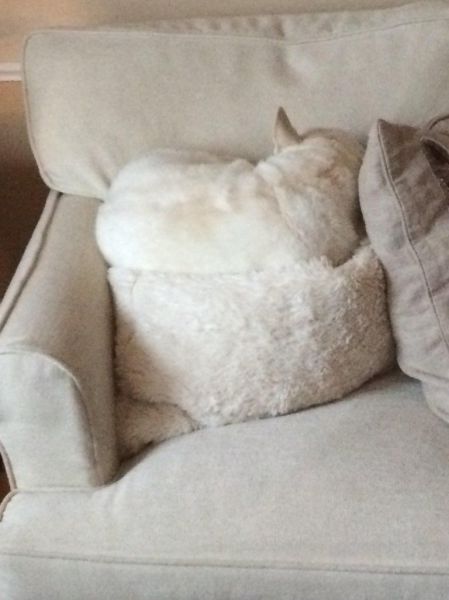 daily picdump 110 pics 38.html - 110 HD Photos | Premium Gallery 2014