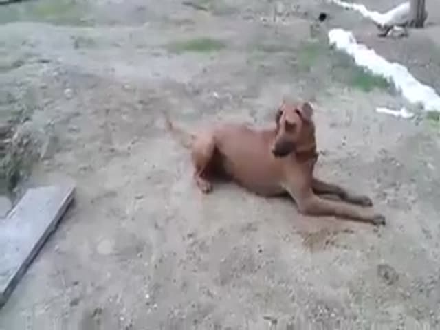 page,12,top 500 videos of the year 2015.html - 1 HD Video | Premium Gallery 2015