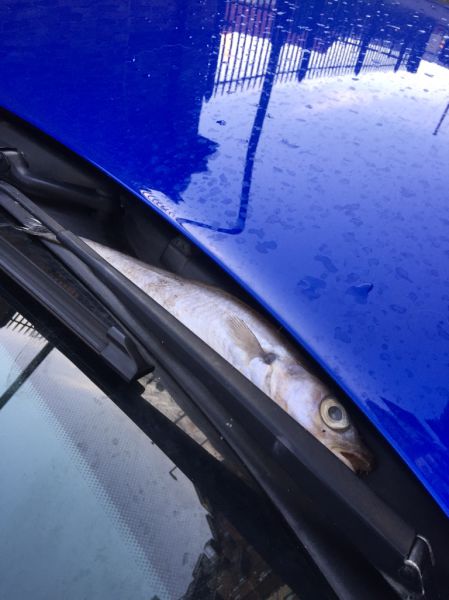 morning picdump 54 pics 17.html - 54 HD Photos | Premium Gallery 2015