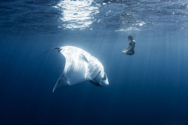 Stuff Just Looks So Much Scarier Underwater