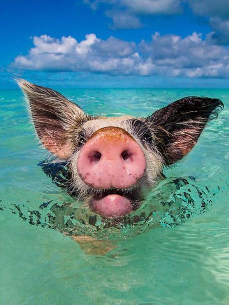 morning picdump 57 pics 2.html - 57 HD Photos | Premium Gallery 2015