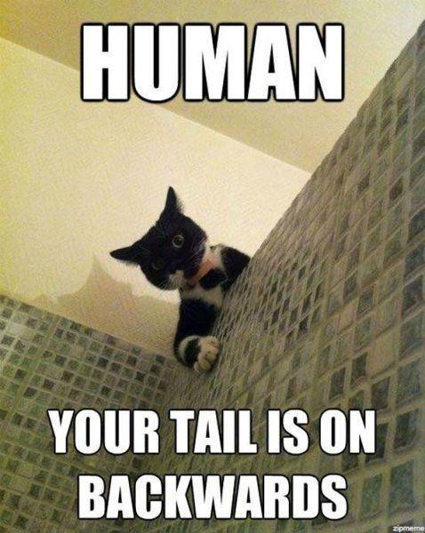 funny picdump 54 pics 3.html - 54 HD Photos | Premium Gallery 2015