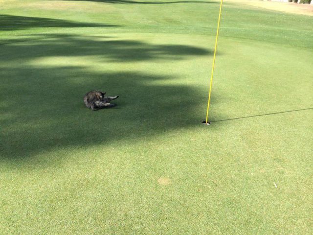 daily picdump weekend edition 67 pics 15.html - 67 HD Photos | Premium Gallery 2015