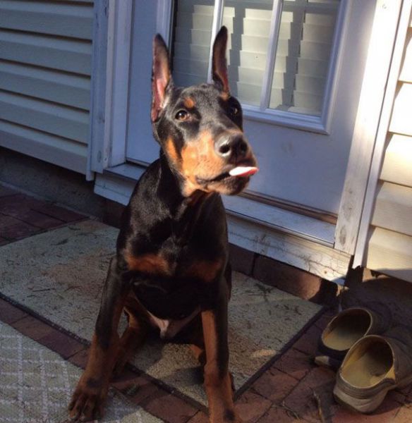 daily picdump weekend edition 67 pics 15.html - 67 HD Photos | Premium Gallery 2015