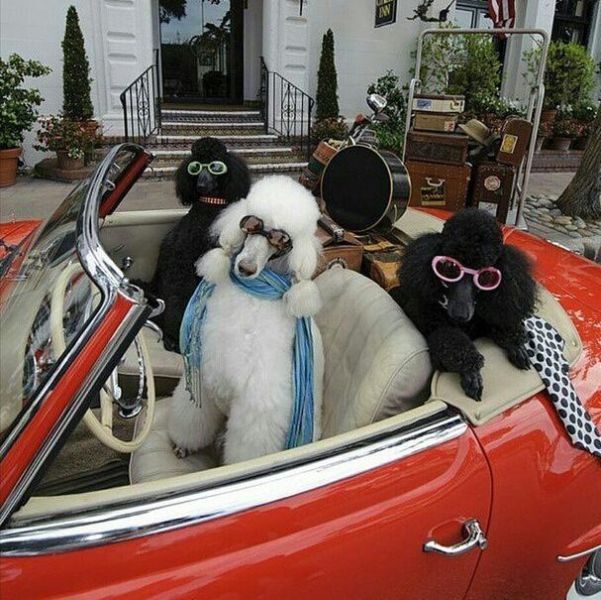 daily picdump 95 pics 4.html - 95 HD Photos | Premium Gallery 2015