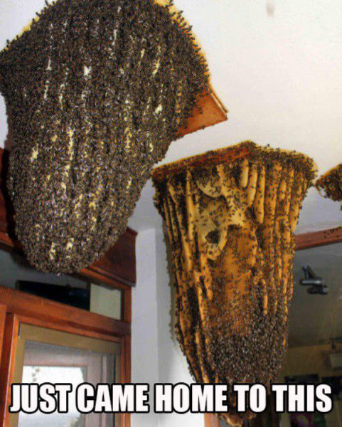 Hell Nope, Not in a Million Years!