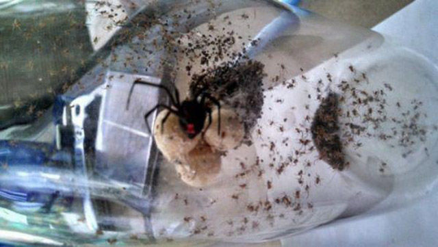 Hell Nope, Not in a Million Years!