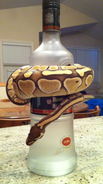 daily picdump weekend edition 92 pics 41.html - 92 HD Photos | Premium Gallery 2015