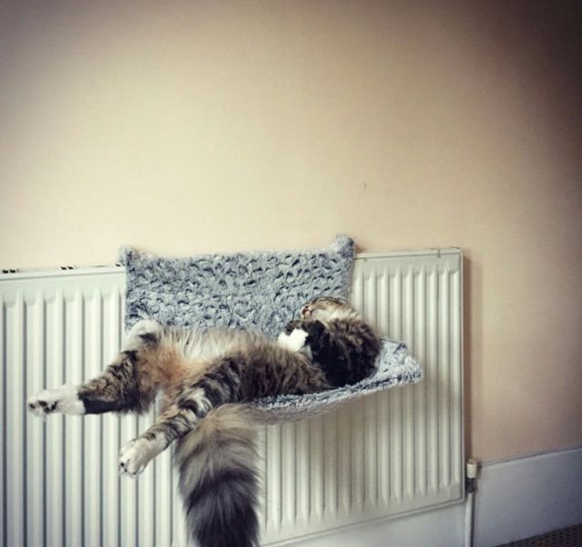 daily picdump weekend edition 92 pics 41.html - 92 HD Photos | Premium Gallery 2015