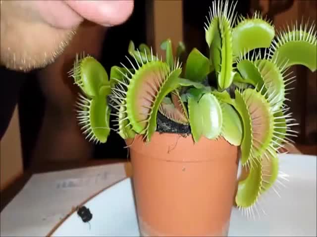 page,22,top 500 videos of the year 2015.html - 1 HD Video | Premium Gallery 2015