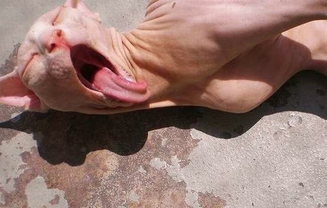 daily picdump 106 pics 36.html - 106 HD Photos | Premium Gallery 2015