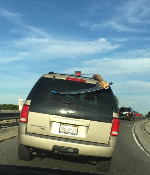 daily picdump 97 pics 1.html - 97 HD Photos | Premium Gallery 2015