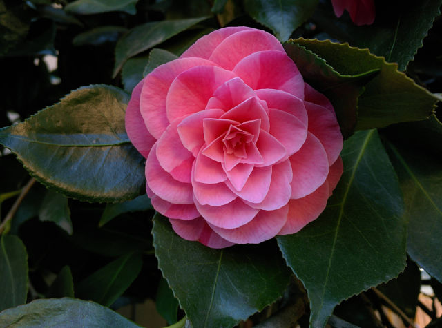 morning picdump 54 pics 3.html - 54 HD Photos | Premium Gallery 2015