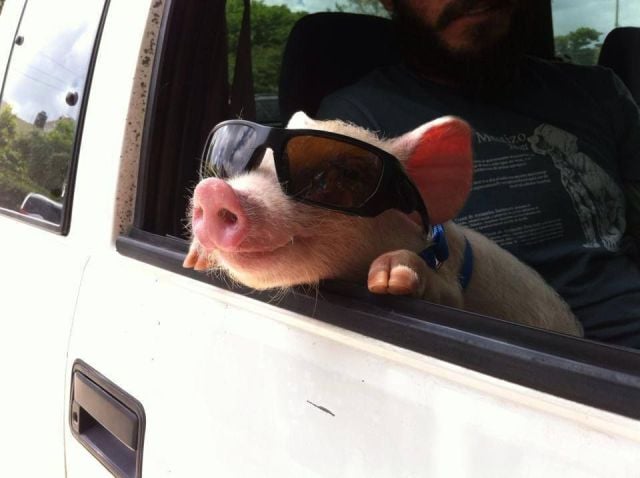 daily picdump 93 pics 1.html - 93 HD Photos | Premium Gallery 2015