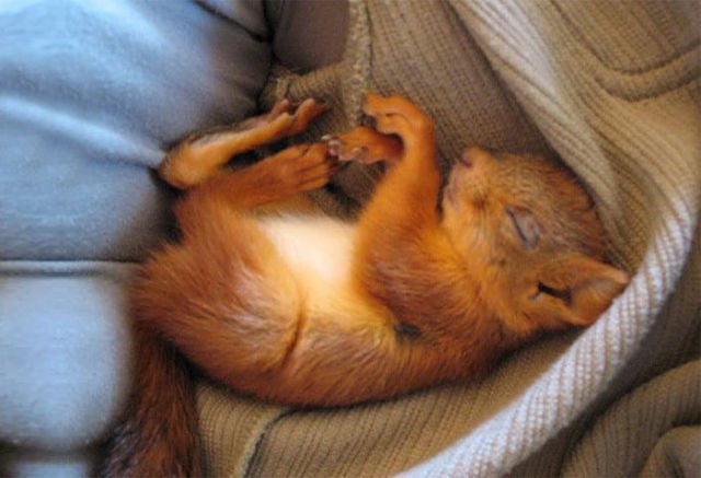 A Rescued Squirrel Becomes a Sweet House Pet